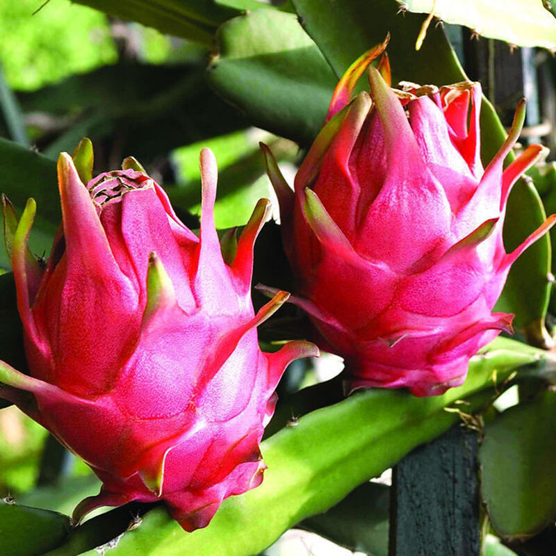 Organic Dried Red Dragon Fruit - by Food To Live