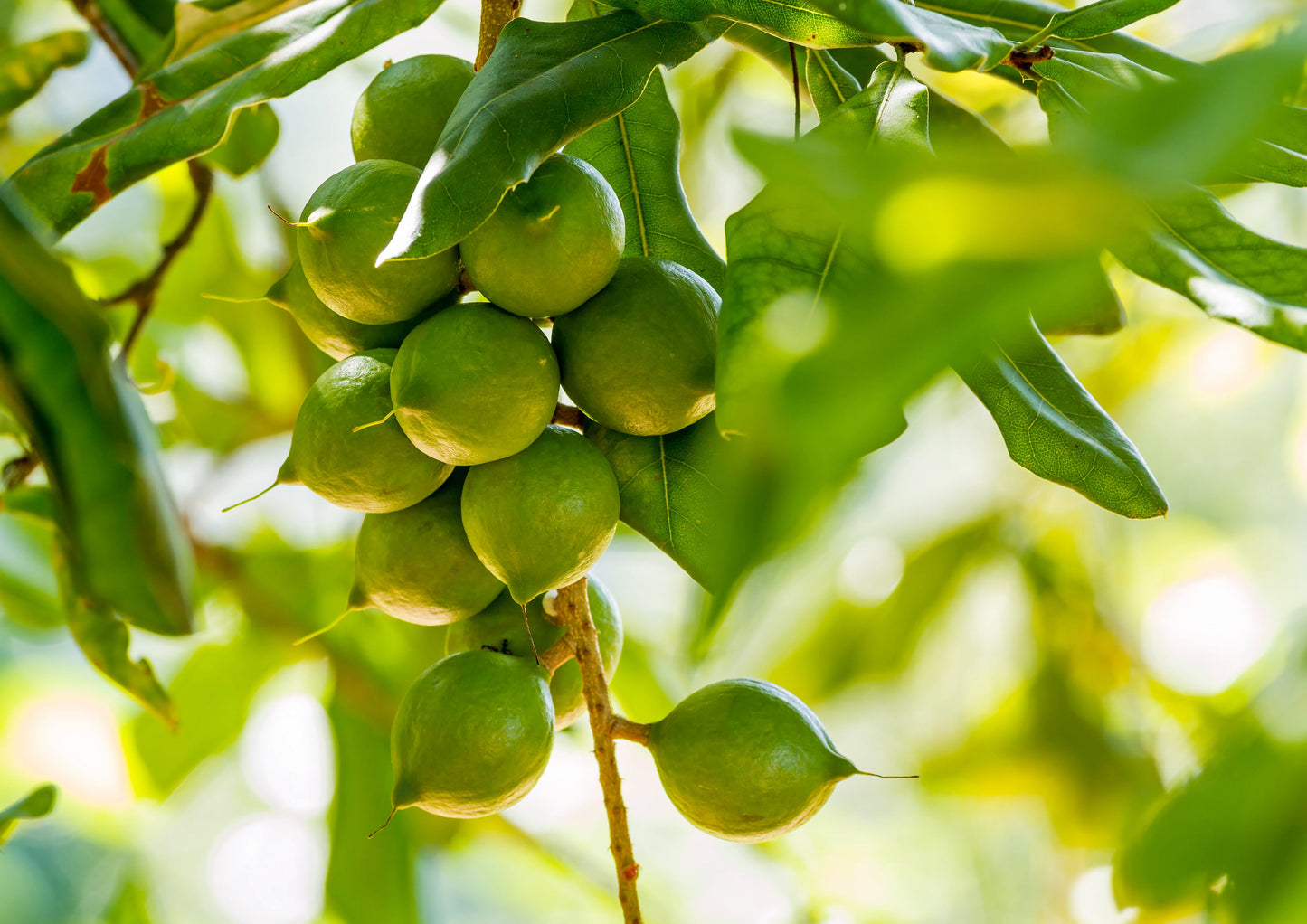 Organic Dry Roasted Whole Macadamia Nuts with Himalayan Salt - by Food To Live