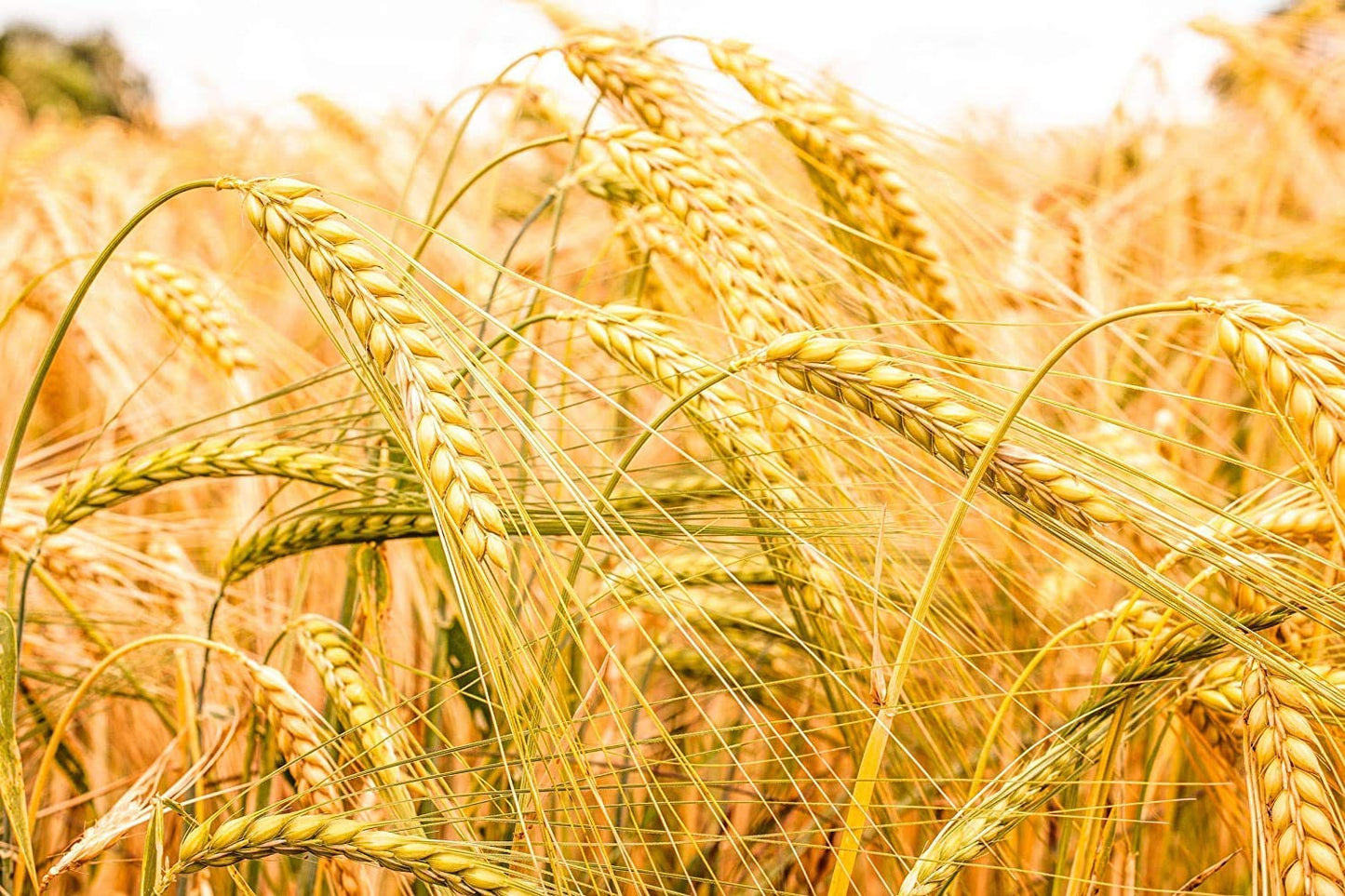 Barley Flour - by Food To Live