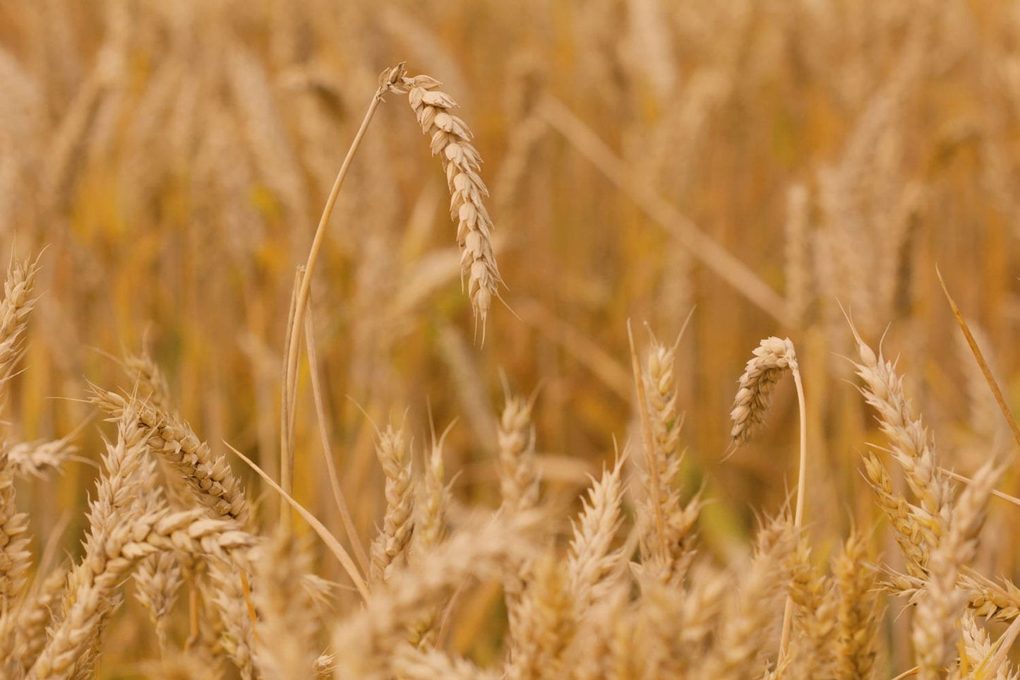 Organic Spelt Flour - by Food To Live