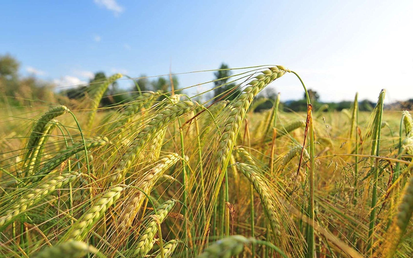 Organic Barley Flour - by Food To Live