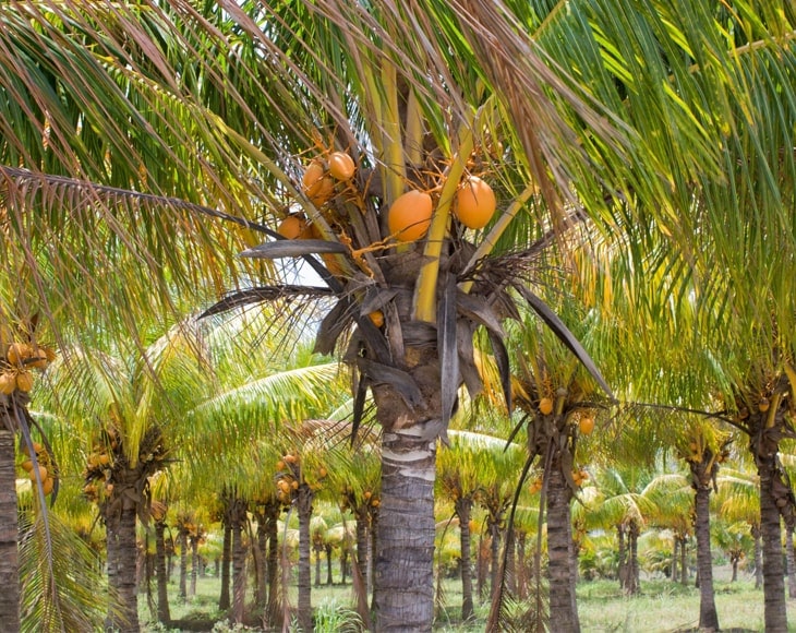 Organic Brown Coconut Sugar - by Food To Live