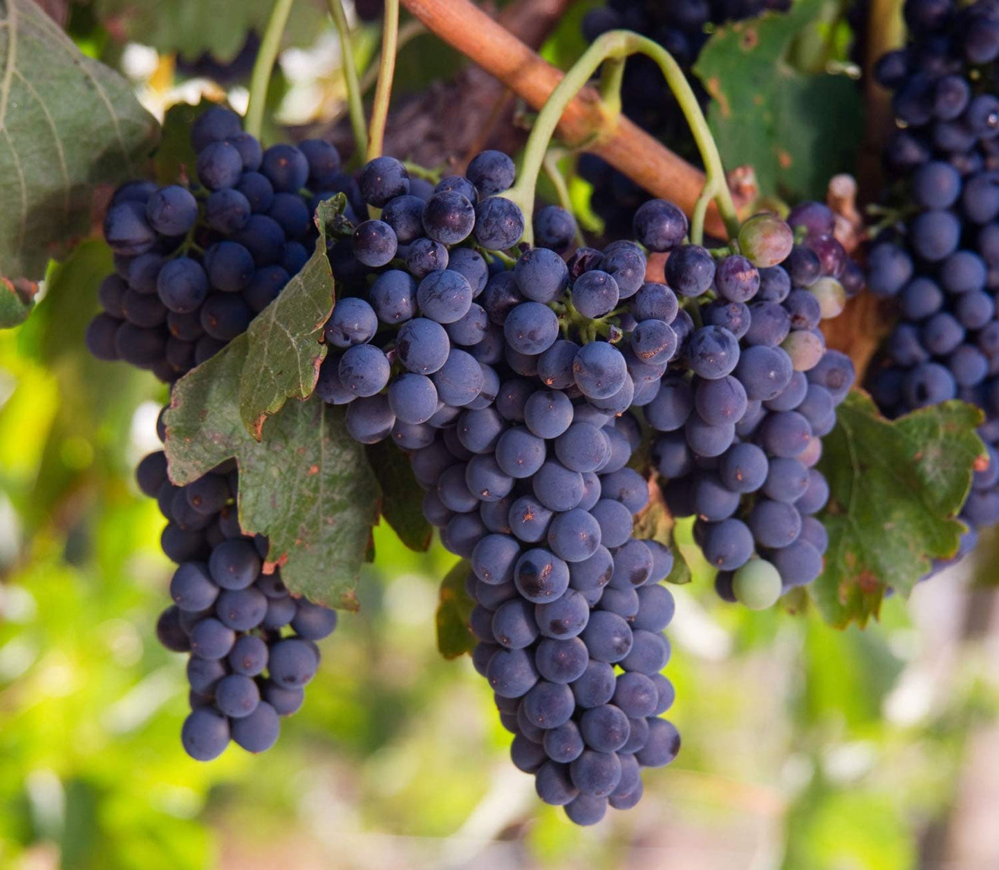 California Organic Raisins - by Food To Live