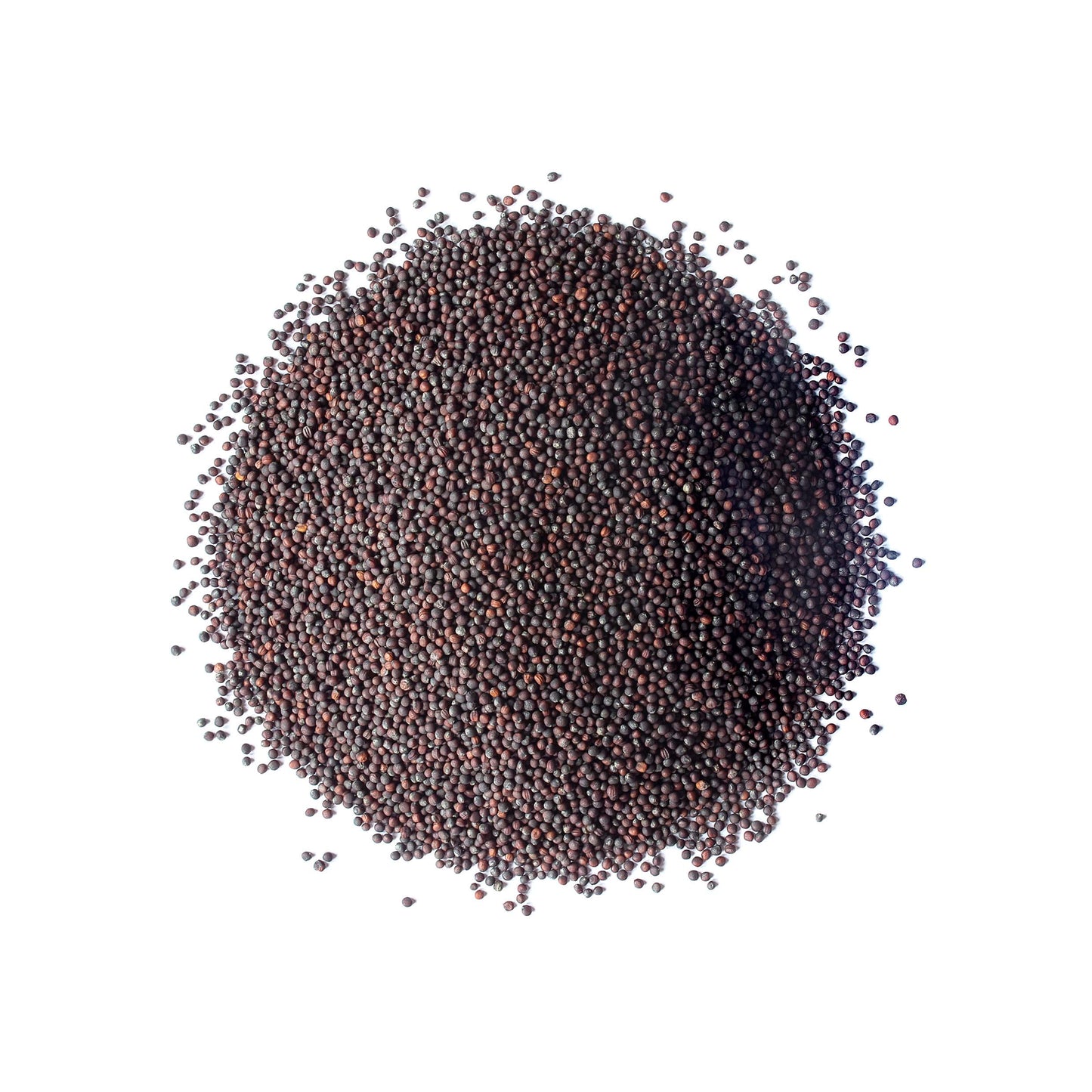 Broccoli Seeds for Sprouting - by Food To Live