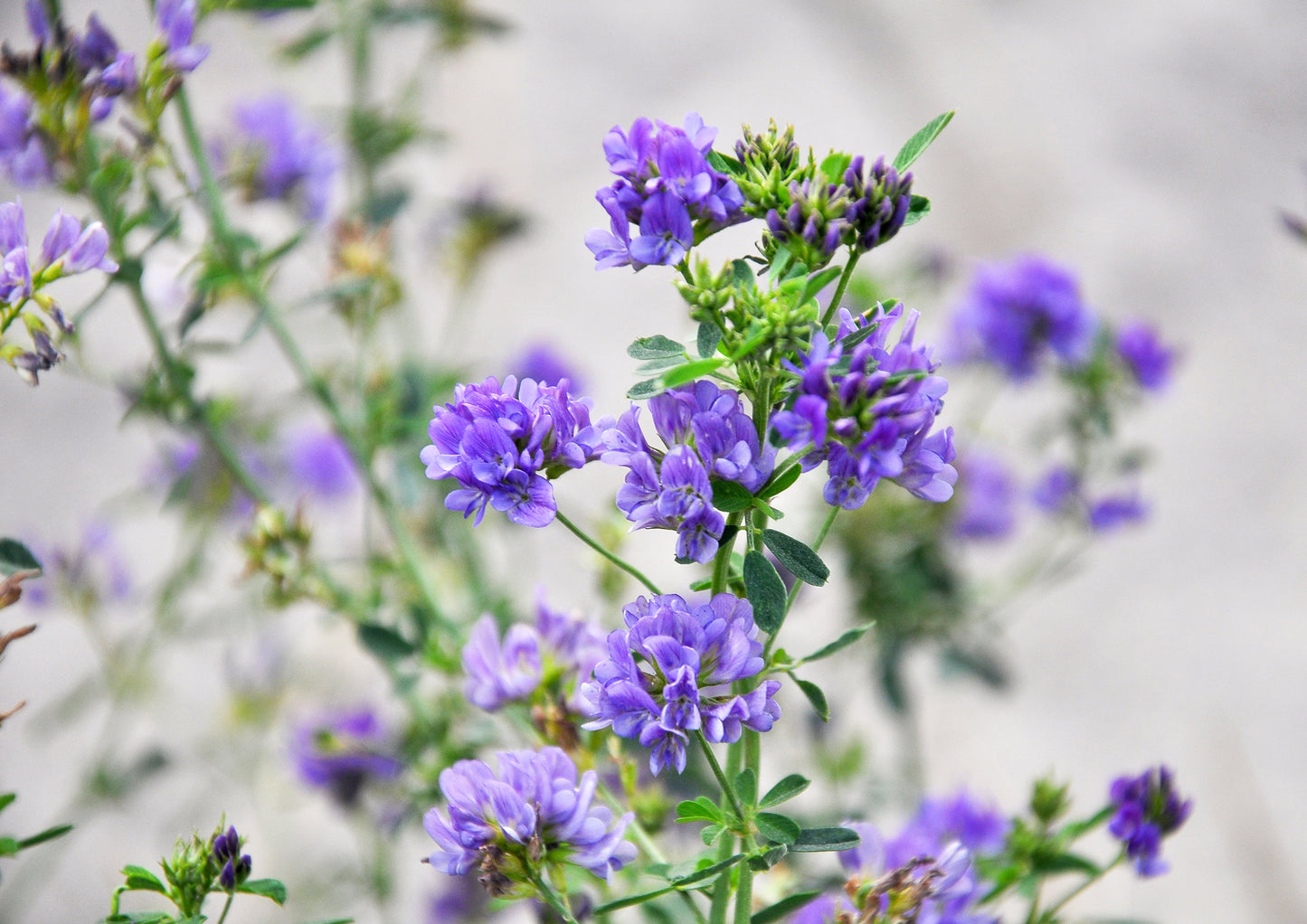Alfalfa Seeds for Sprouting - by Food To Live