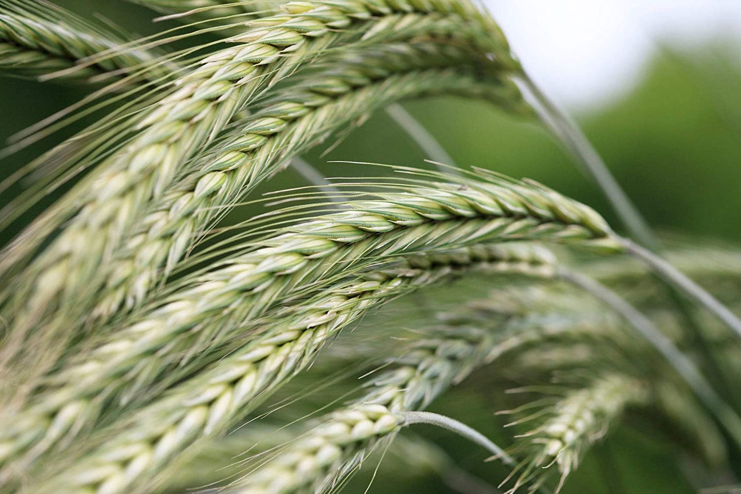 Organic Rye Berries - by Food To Live