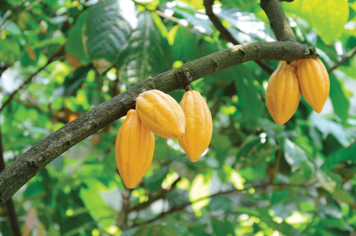 Organic Cacao Powder - by Food To Live