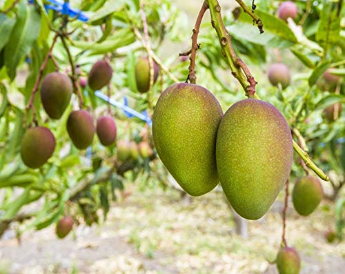 Organic Mango Cheeks - Dried, Non-GMO, Kosher, Unsulphured, Unsweetened, Bulk - by Food to Live