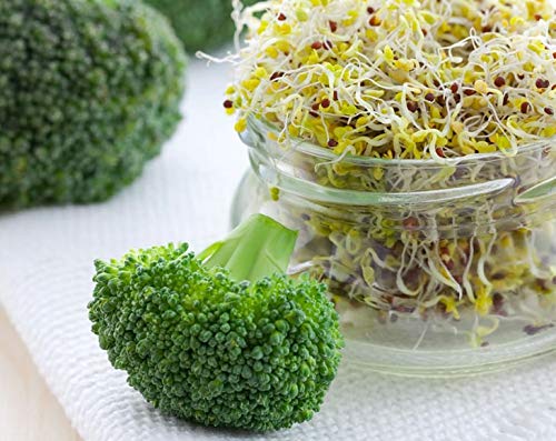 Broccoli Seeds for Sprouting - by Food To Live
