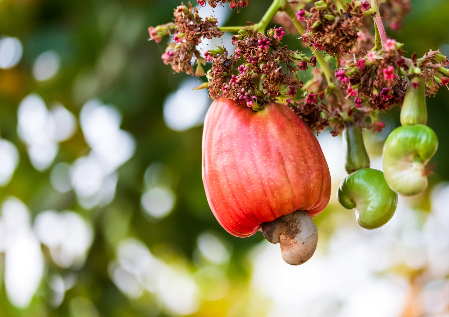 Dry Roasted Cashew Halves and Pieces - by Food To Live