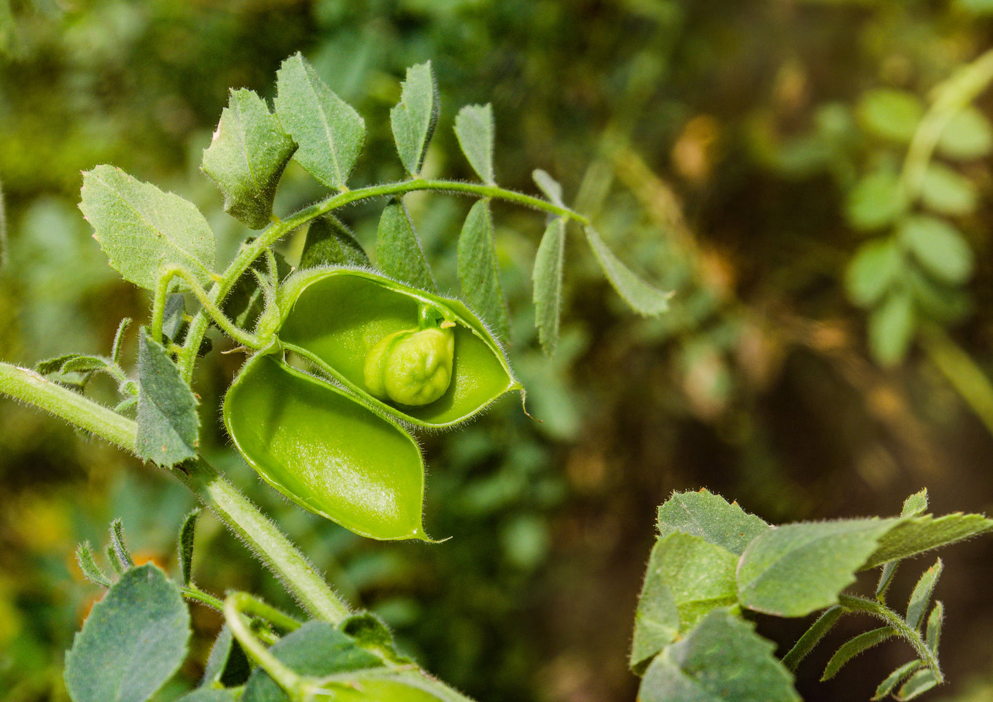 Garbanzo Beans - by Food To Live