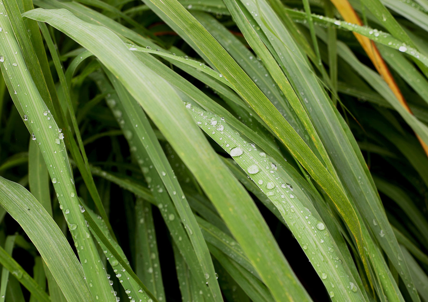 Dried Lemongrass Leaves - by Food To Live