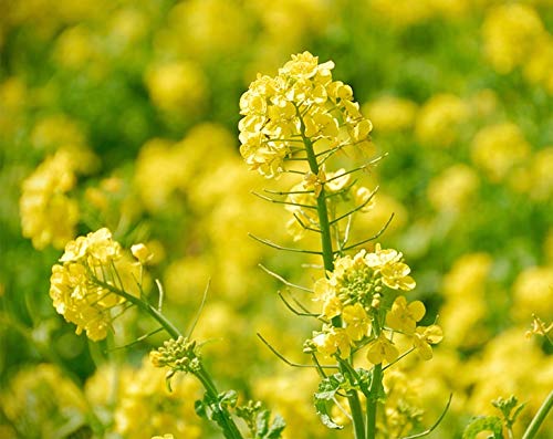 Yellow Mustard Seeds - by Food To Live