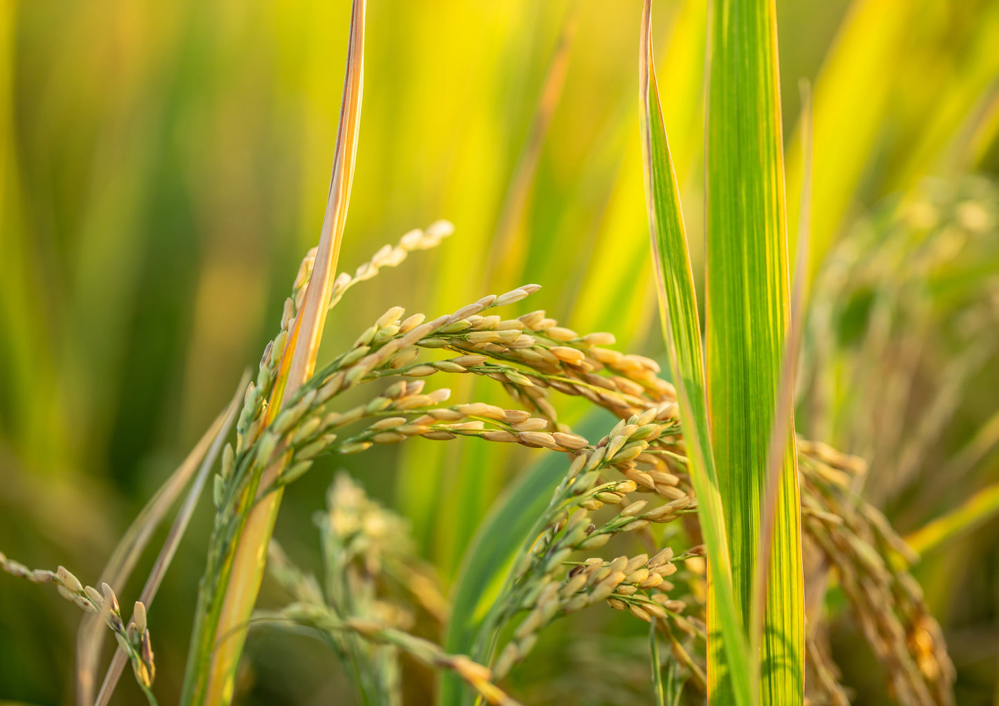 Organic Jasmine Rice - by Food To Live