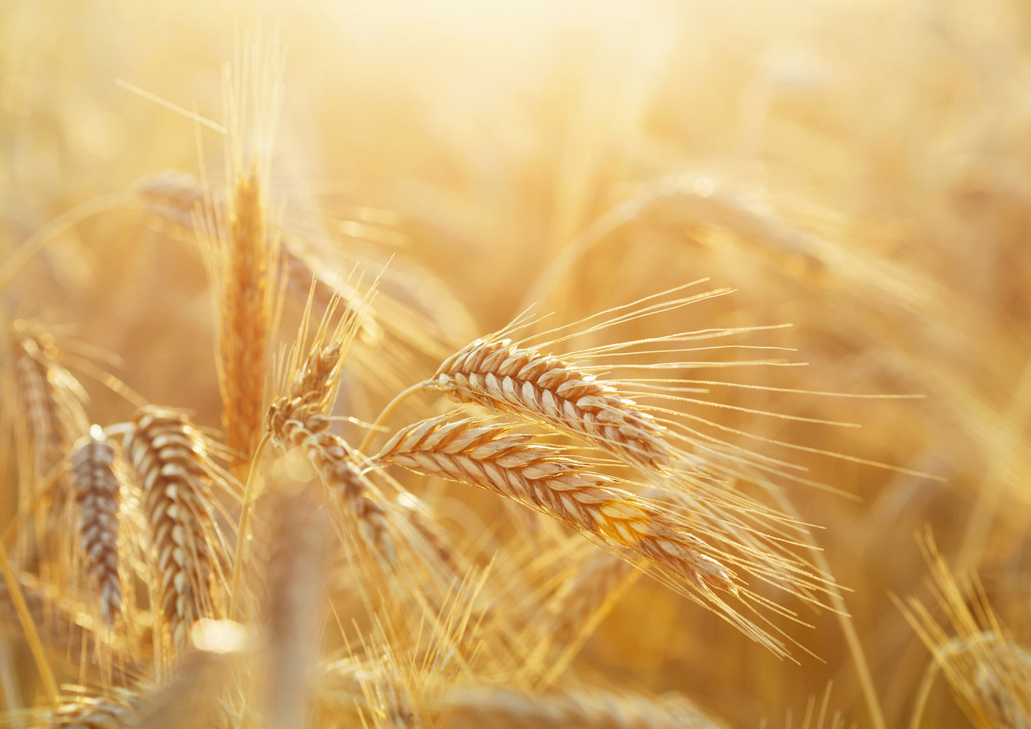 Organic White Rye Flour - by Food To Live