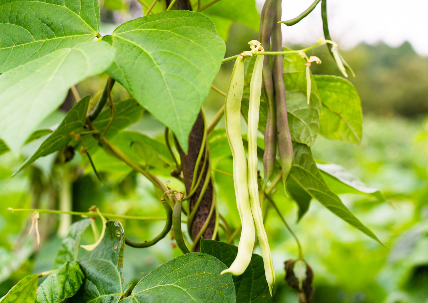 Navy Beans - by Food To Live