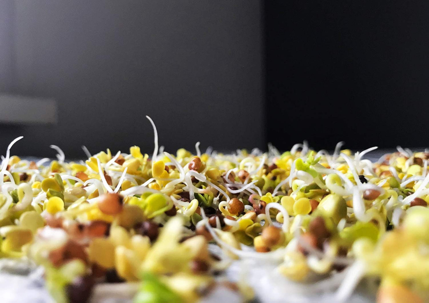 Organic Arugula Sprouting Seeds - by Food To Live