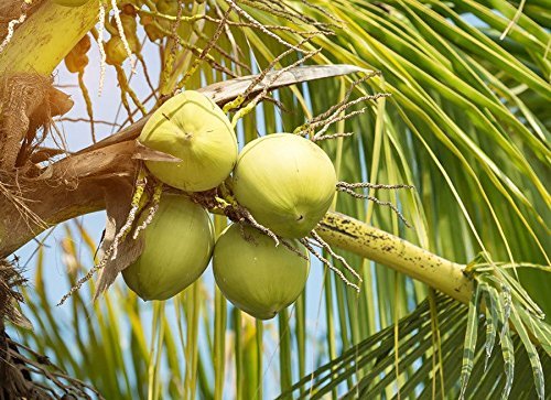 Organic Coconut Flour - by Food To Live