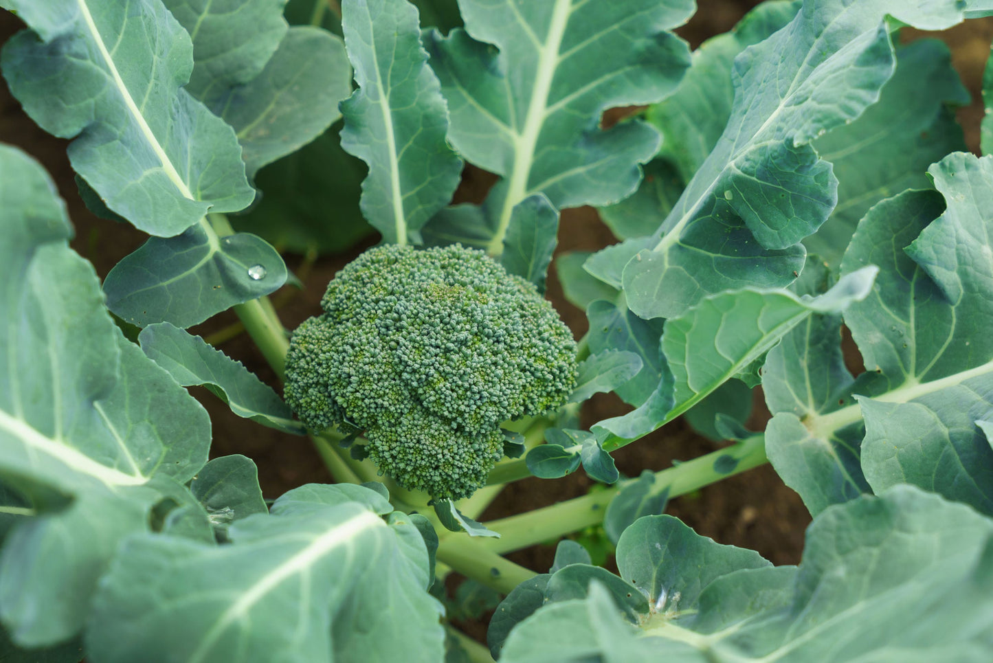 Organic Broccoli Powder - by Food To Live