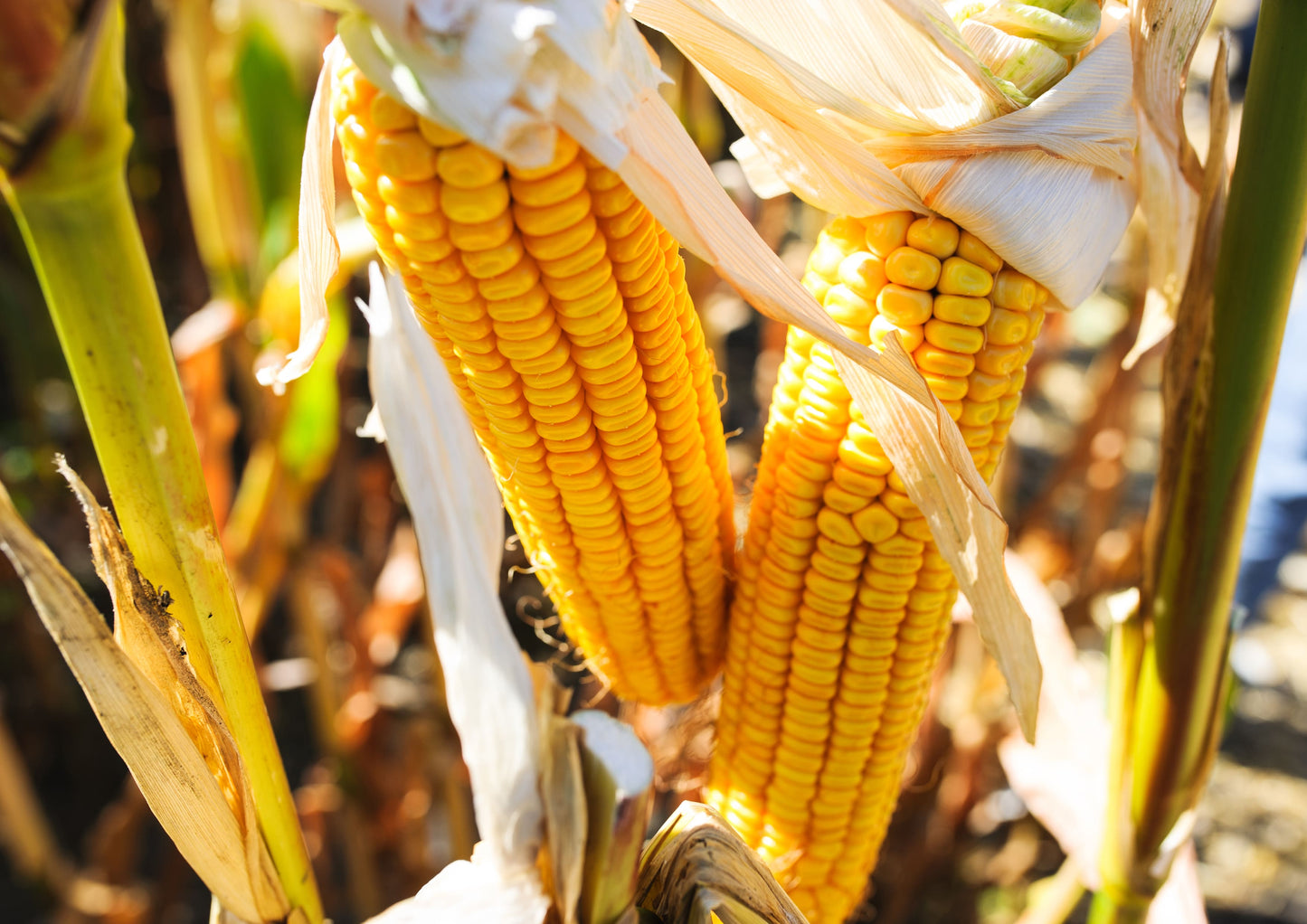 Organic Corn Flour - by Food To Live