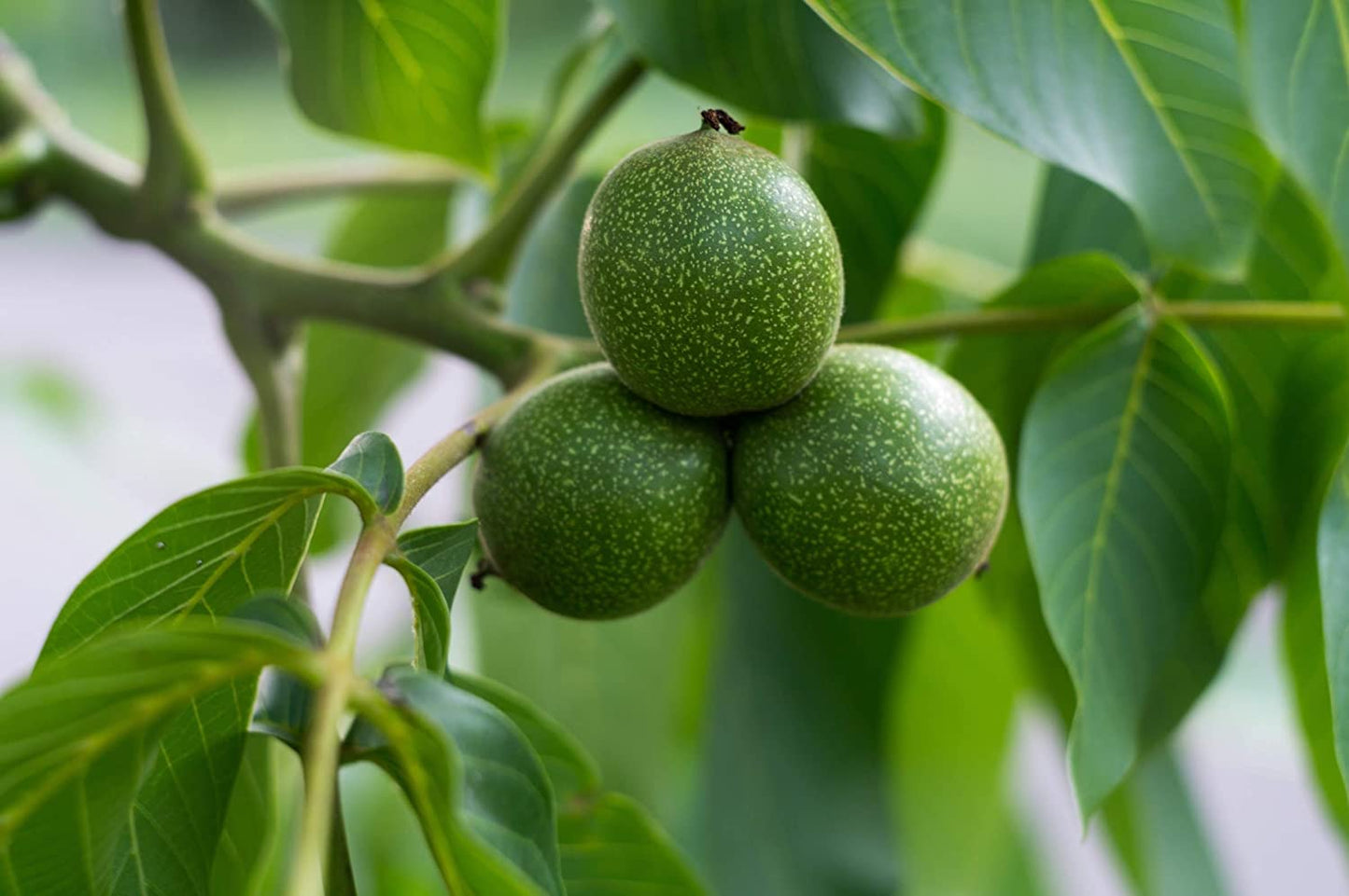 Organic Walnuts - by Food To Live