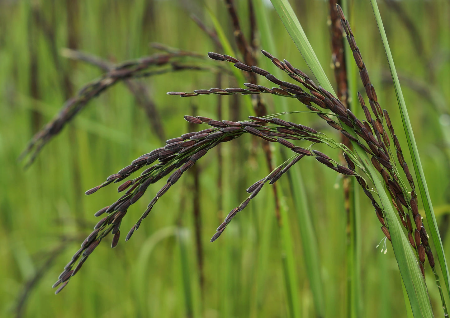 Black Rice - by Food To Live