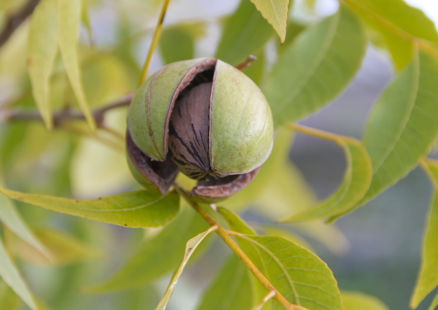 Organic Dry Roasted Pecan Halves with Himalayan Salt - by Food To Live