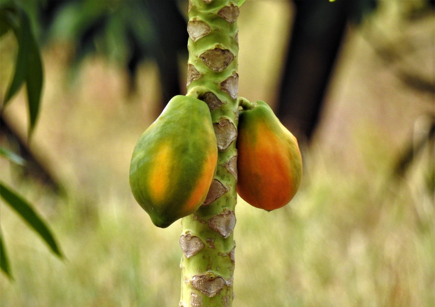 Organic Papaya Powder - by Food To Live