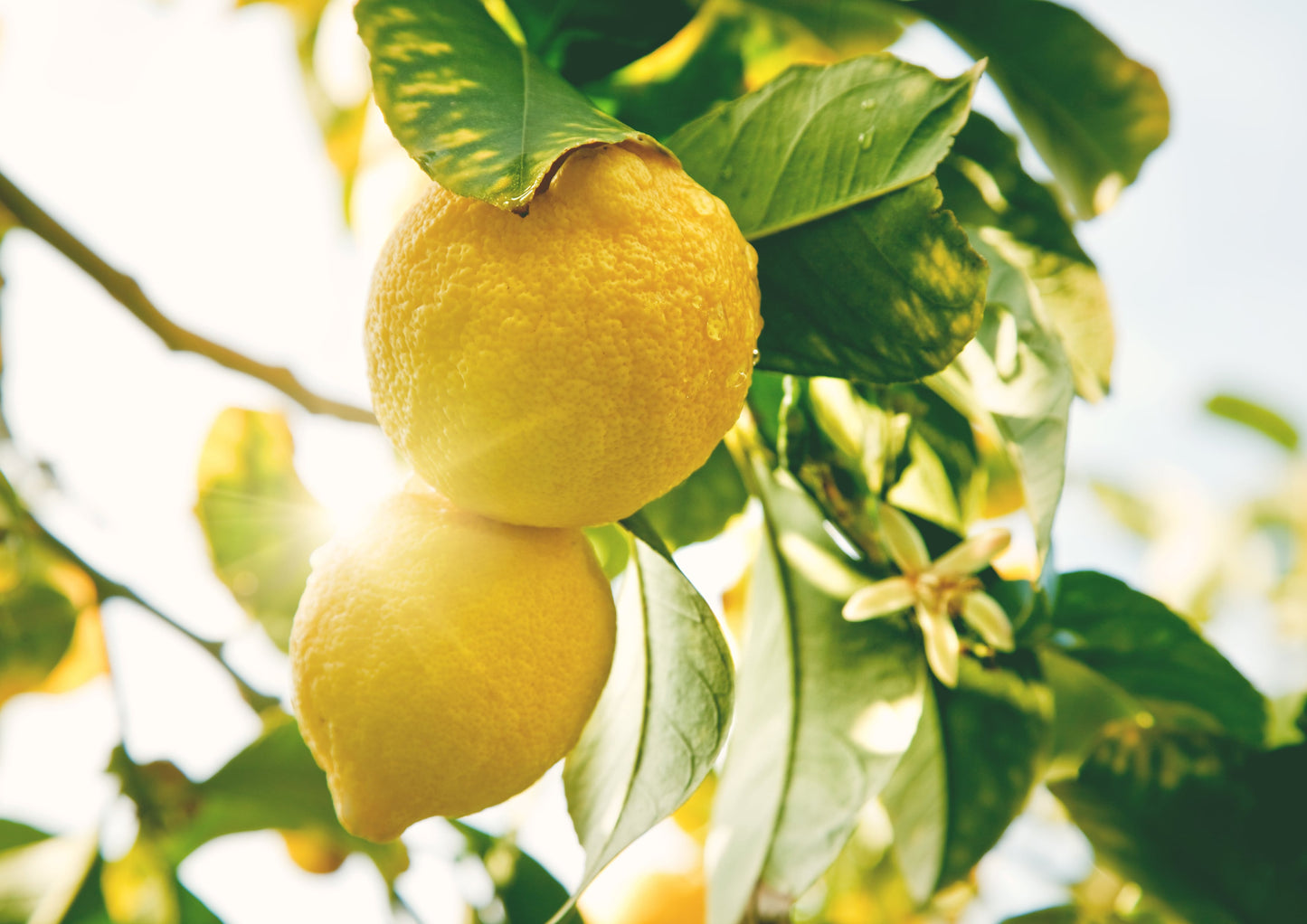 Lemon Juice Powder - Unsulfured, Made from Raw Dried Citrus Fruit, Vegan, Bulk, Great for Juices, Smoothies, Yogurts, and Instant Breakfast Drinks, No Added Sugar, No Sulphites - by Food to Live