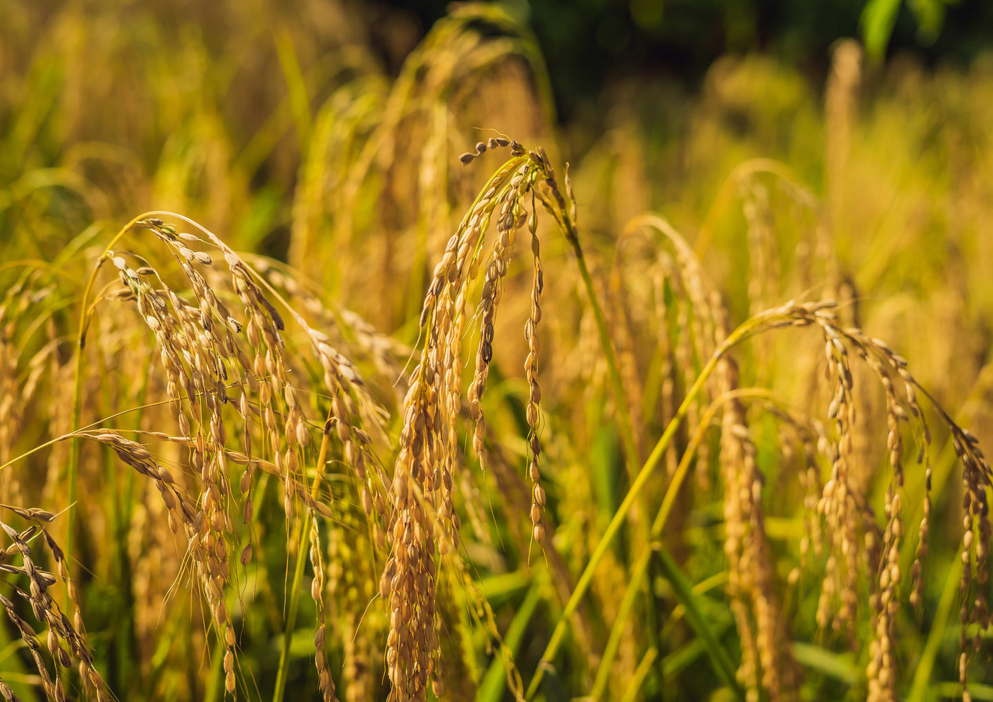 Organic Brown Basmati Rice - by Food To Live