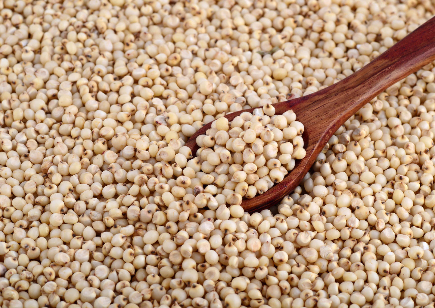 Gluten Free Organic Whole Grain Sorghum - by Food To Live