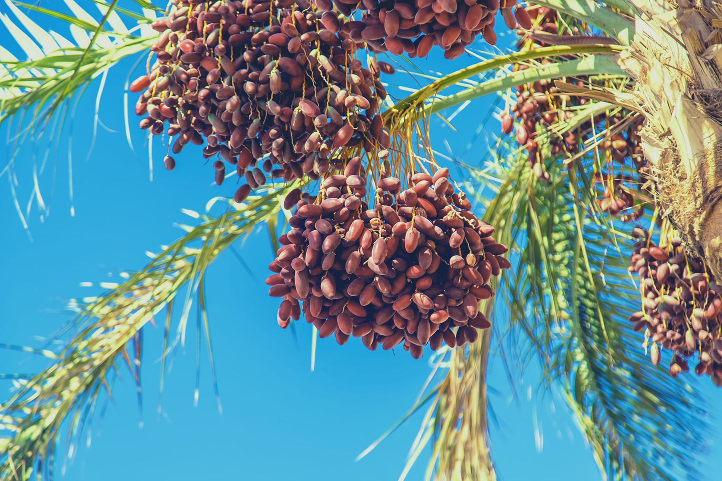 Organic Deglet Noor Dates - by Food To Live