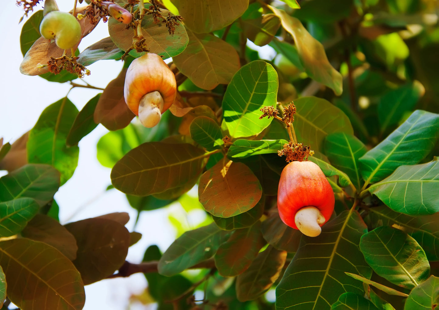 Organic Dry Roasted Cashew Pieces - by Food To Live