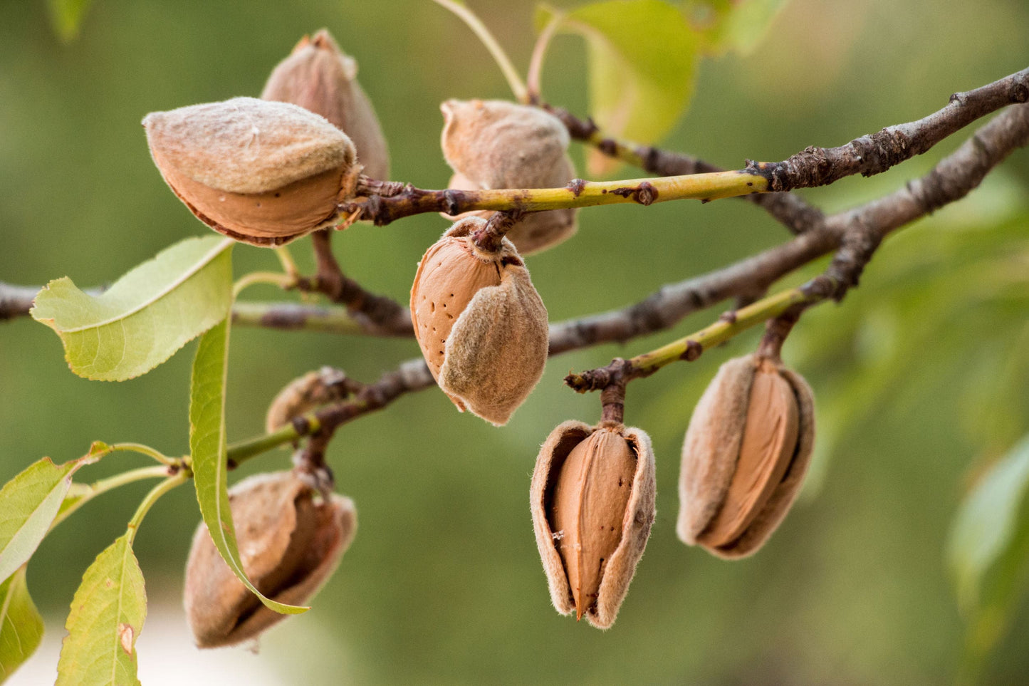 California Unblanched Almond Flour - by Food To Live