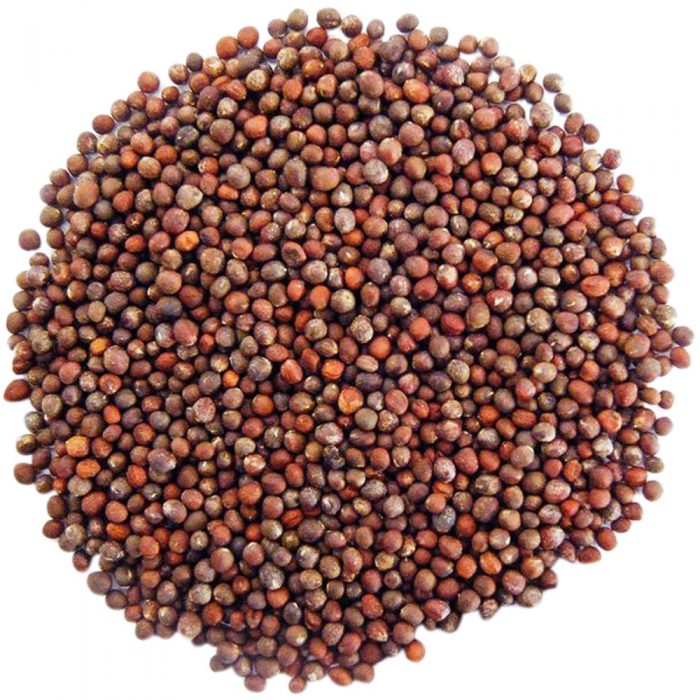 Organic Broccoli Seeds for Sprouting - by Food To Live