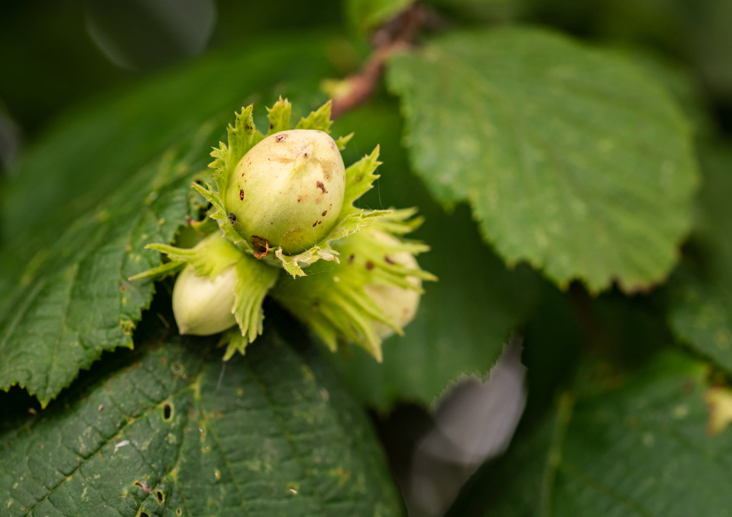 Dry Roasted Blanched Hazelnuts - by Food To Live