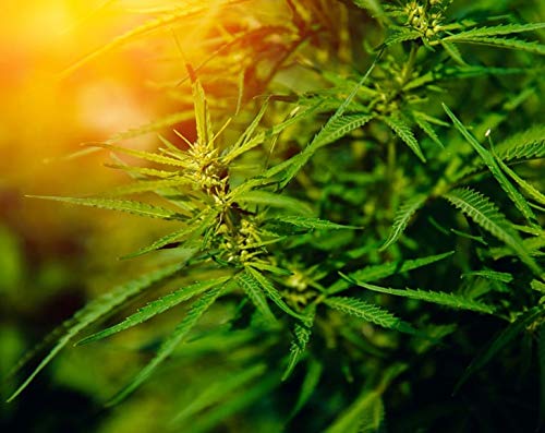 Organic Canadian Hemp Seeds - by Food To Live