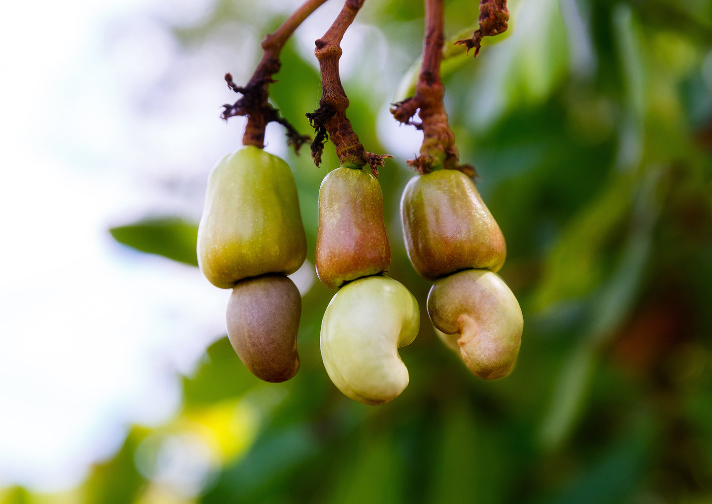 Organic Dry Roasted Whole Cashews with Himalayan Salt - by Food To Live