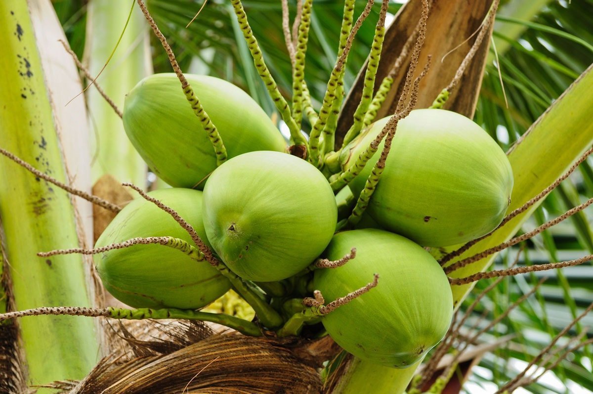 Organic Coconut Chips - by Food To Live