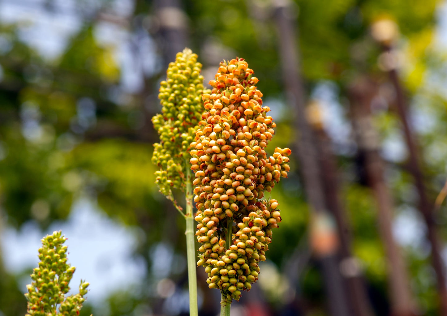 Organic White Sorghum Flour - by Food To Live