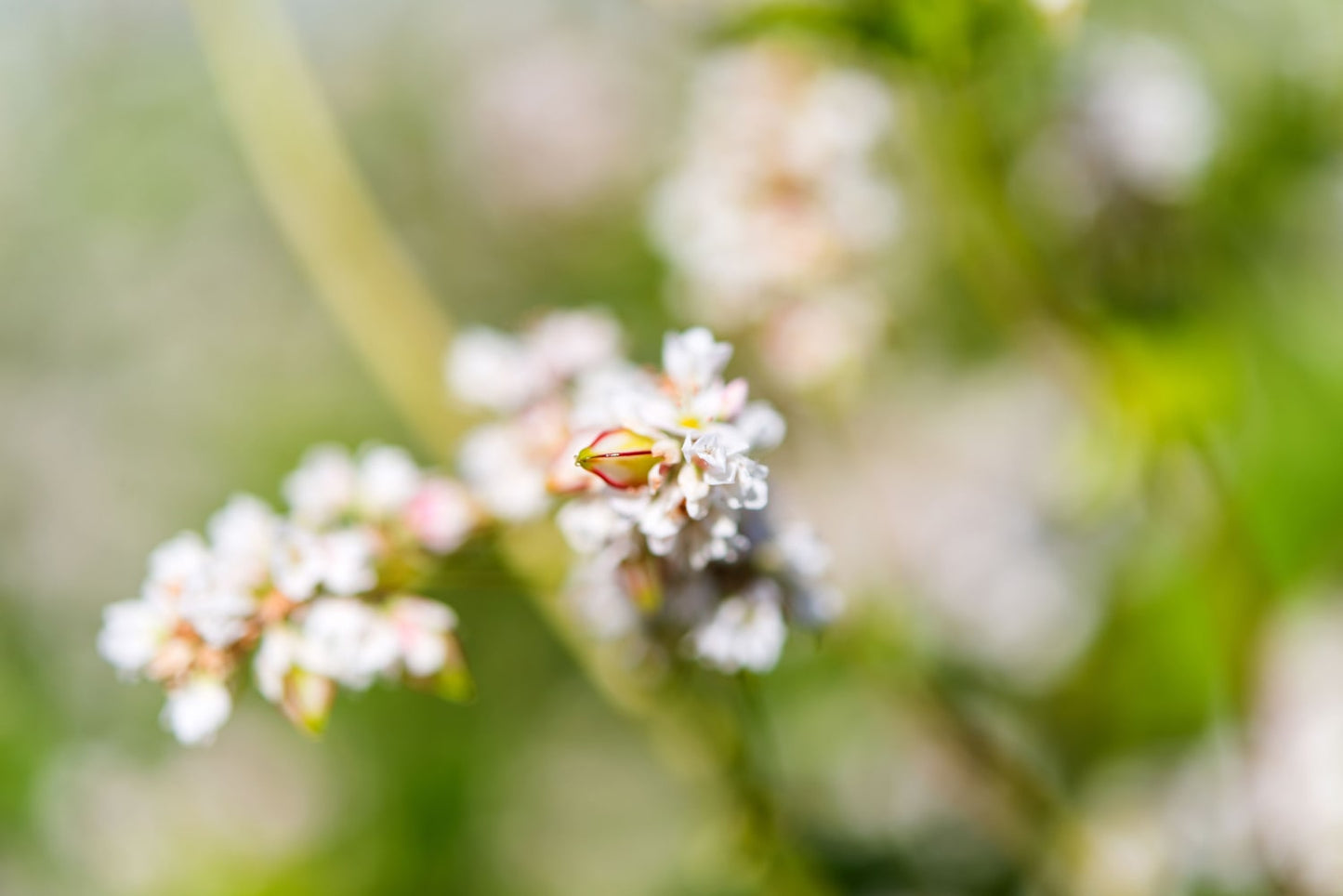 Buckwheat Groats - by Food To Live
