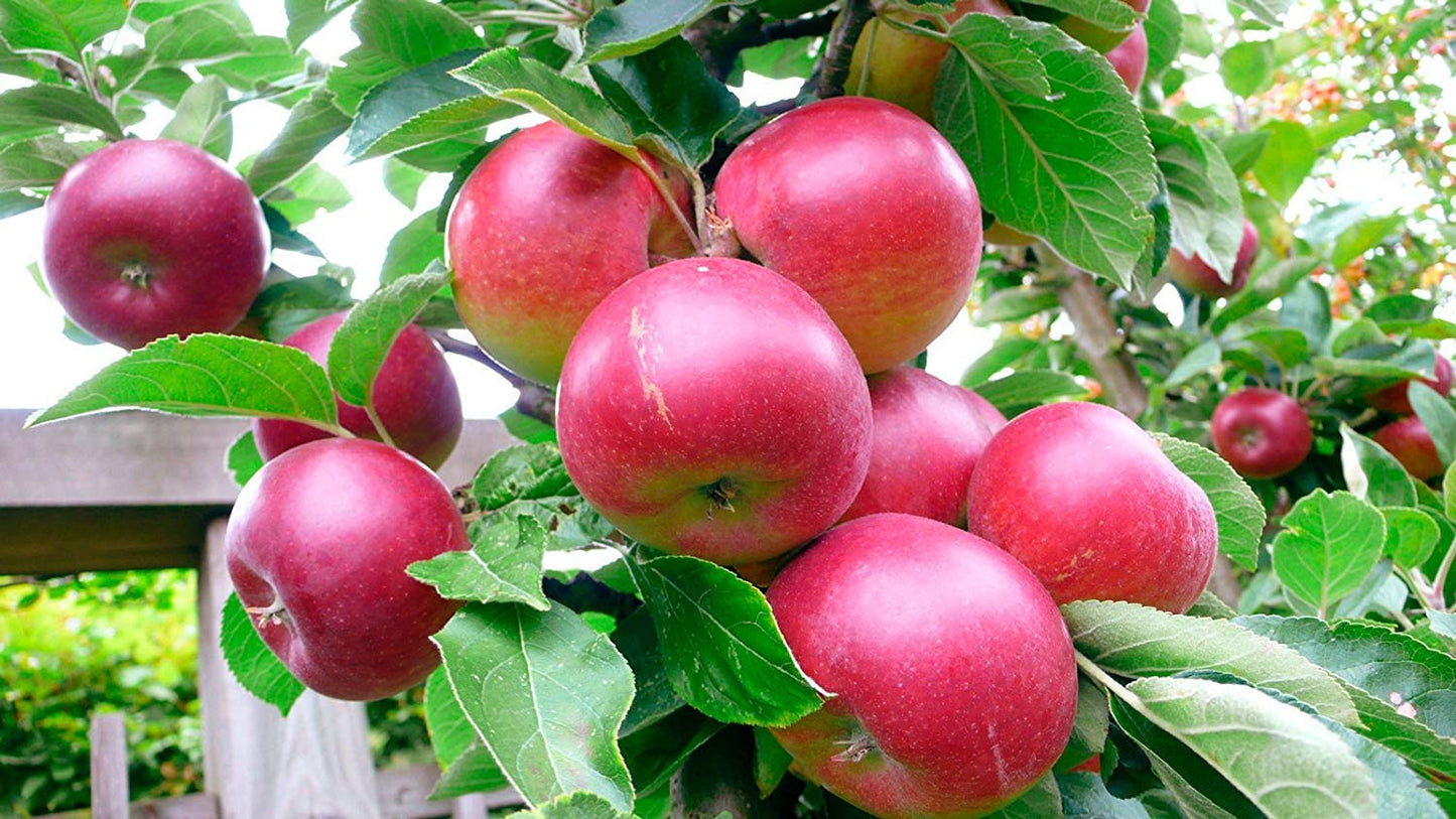 Organic Dried Apple Rings - by Food To Live