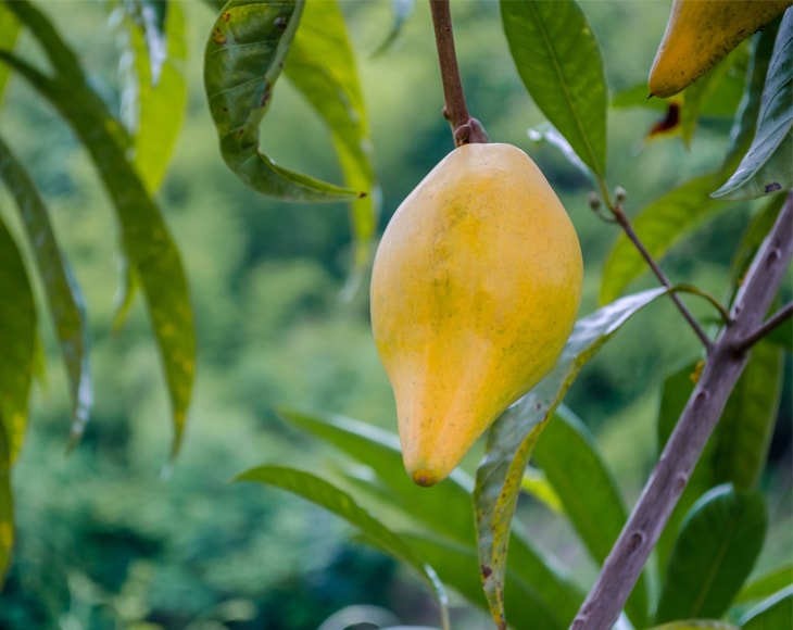 Organic Lucuma Powder - by Food To Live