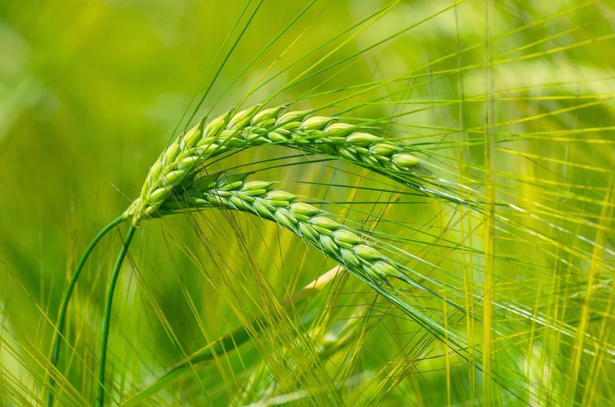 Organic Barley Sprout Powder - by Food To Live