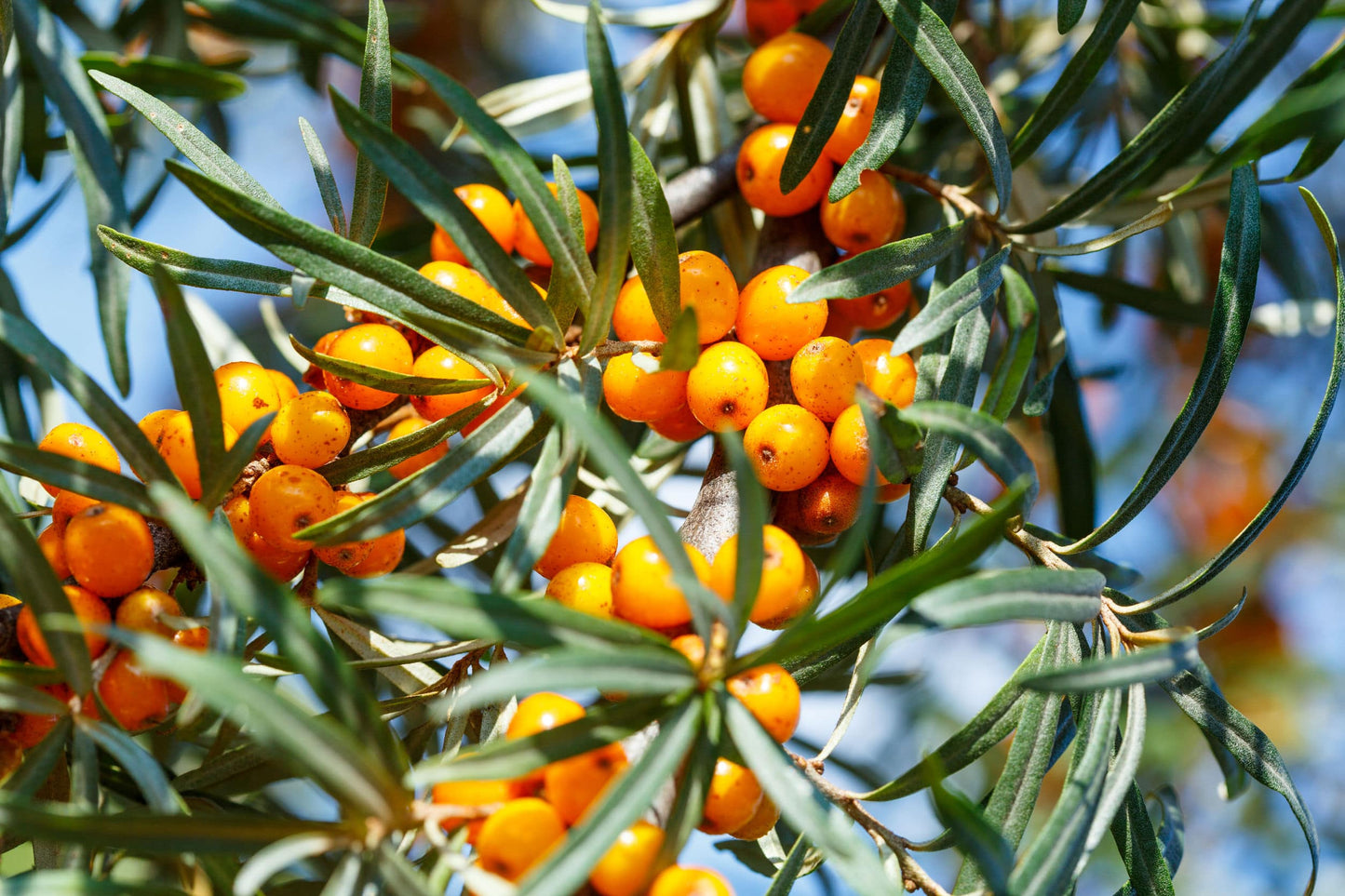 Sea Juice Buckthorn Powder - by Food To Live