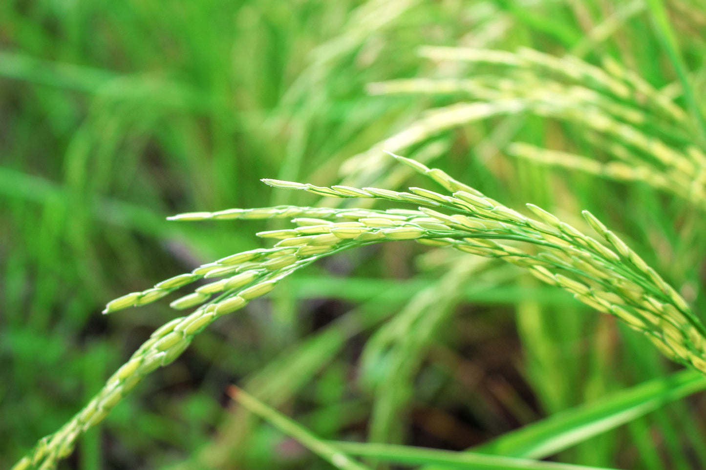 Long Grain Brown Rice - by Food To Live