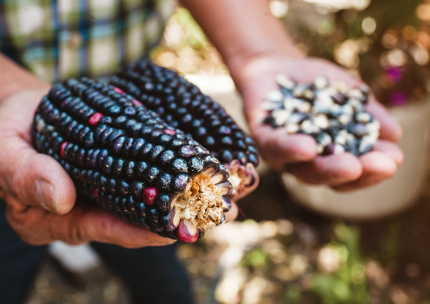 Organic Blue Corn Kernels - by Food To Live