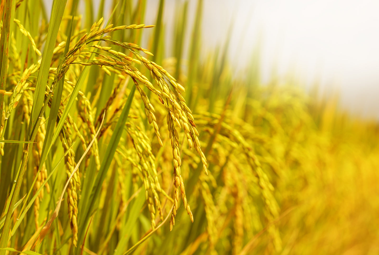 Organic White Arborio Rice - by Food To Live