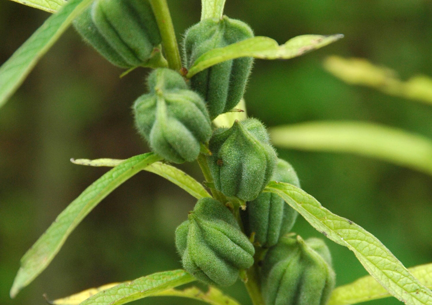 Unhulled Sesame Seeds - by Food To Live