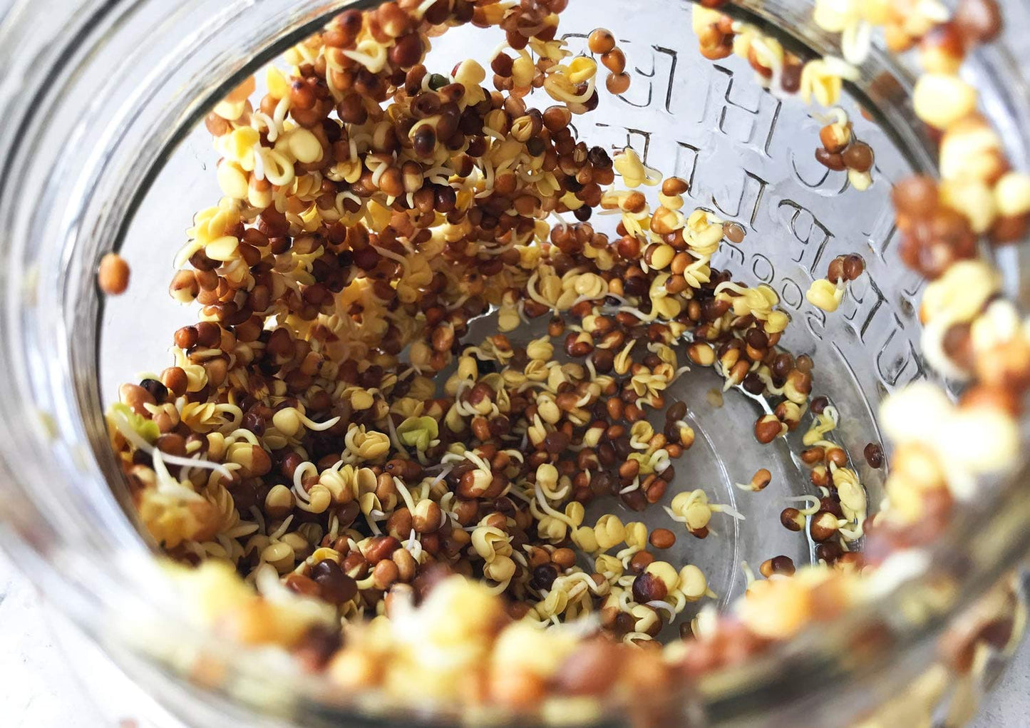 Organic Arugula Sprouting Seeds - by Food To Live